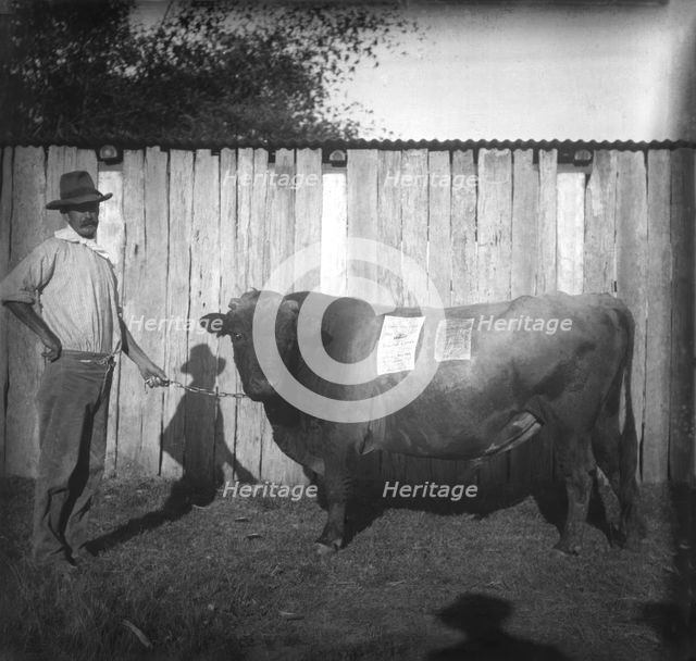 Photo of farmer with a bull - poster about Jenolan Caves stuck on the bull, c1900s. Creator: Robert Augustus Henry L'Estrange.