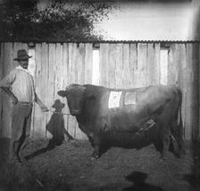 Photo of farmer with a bull - poster about Jenolan Caves stuck on the bull, c1900s. Creator: Robert Augustus Henry L'Estrange
