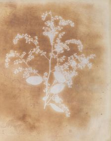 [Photogenic Drawing of a Plant], 1839-40. Creator: William Henry Fox Talbot