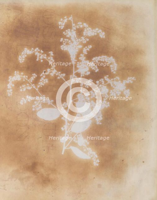 [Photogenic Drawing of a Plant], 1839-40. Creator: William Henry Fox Talbot.