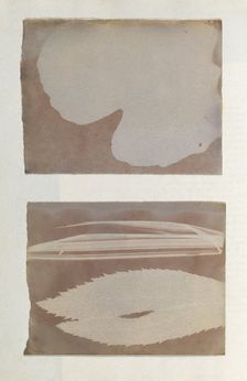 [Photogenic Drawing from Leaf], 1839-40. Creator: Sebastiano Tassinari