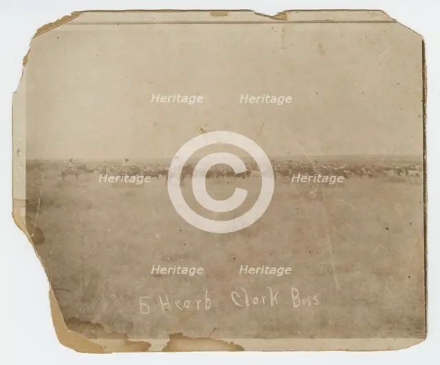 Photograph of men herding cattle in a field, early 20th century. Creator: Unknown.