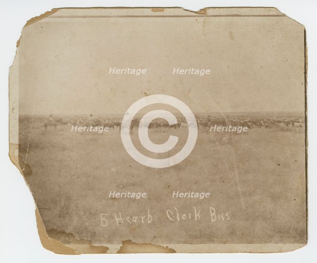 Photograph of men herding cattle in a field, early 20th century. Creator: Unknown.