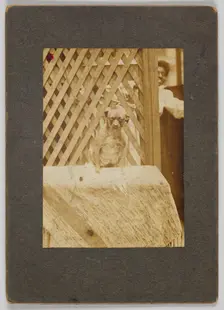 Photographic print of a dog, early 20th century. Creator: Unknown
