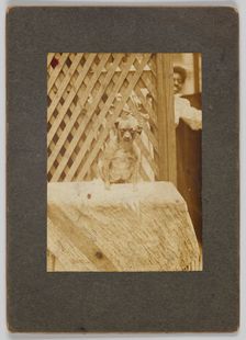 Photographic print of a dog, early 20th century. Creator: Unknown