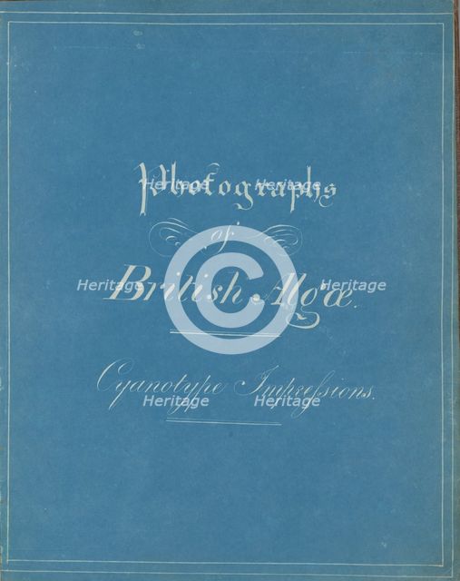Photographs of British Algae: Cyanotype Impressions, ca. 1853. Creator: Anna Atkins.