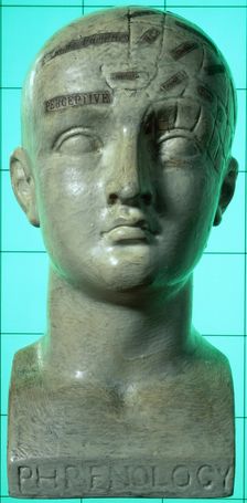 Phrenological head, 19th century. Creator: Unknown