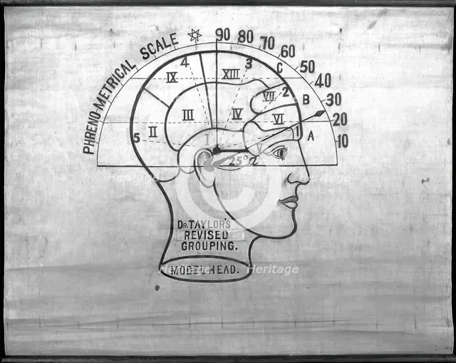 Phrenology: the human and animal brain, the location of its functions..., c1840s. Creator: Unknown.