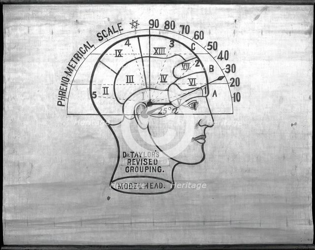 Phrenology: the human and animal brain, the location of its functions..., c1840s. Creator: Unknown.
