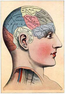 Phrenology chart, showing presumed areas of activity of the brain, c1920
