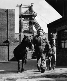 Pit ponies, South Yorkshire, 1967. Creator: Michael Walters