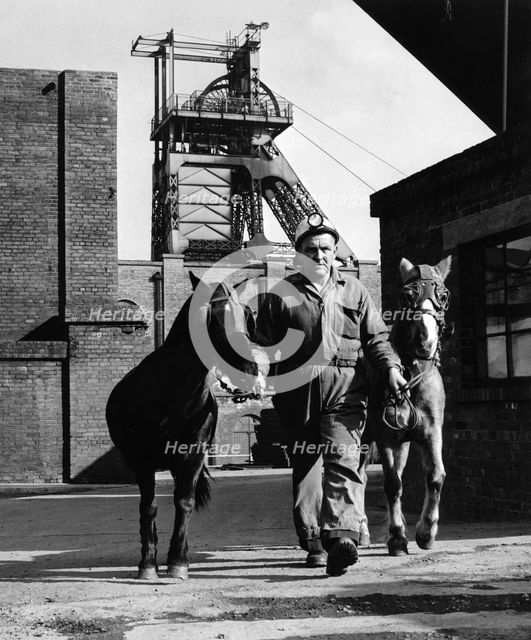 Pit ponies, South Yorkshire, 1967. Creator: Michael Walters.