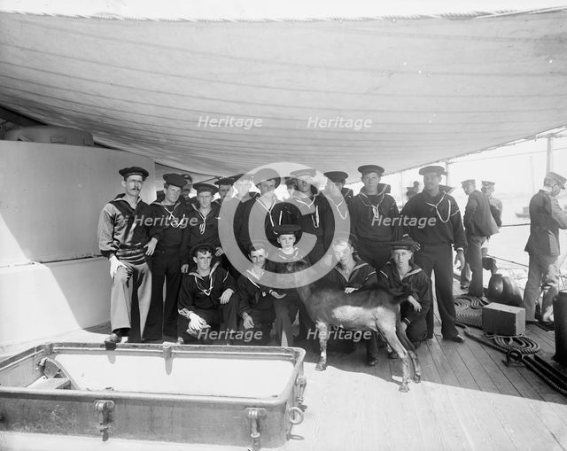 Pitch, the ship's mascot, between 1893 and 1901. Creator: Edward H Hart.