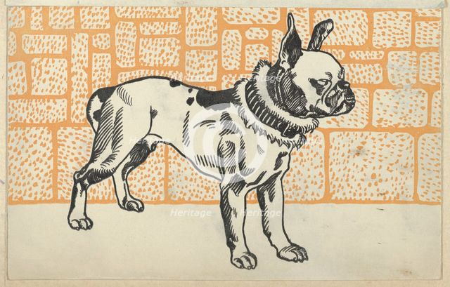 Pitbull Terrier, 1912. Creator: Moritz Jung.