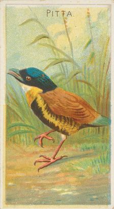 Pitta, from the Birds of the Tropics series (N5) for Allen & Ginter Cigarettes Brands, 1889. Creator: Allen & Ginter