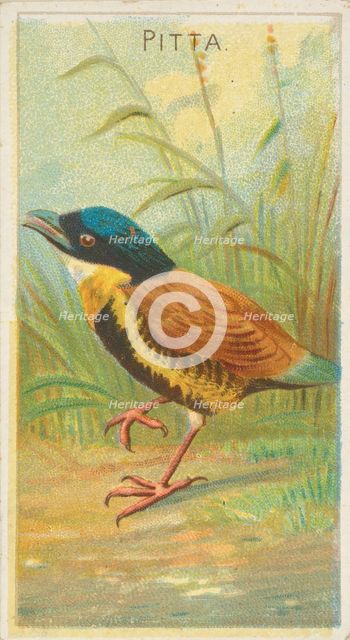 Pitta, from the Birds of the Tropics series (N5) for Allen & Ginter Cigarettes Brands, 1889. Creator: Allen & Ginter.
