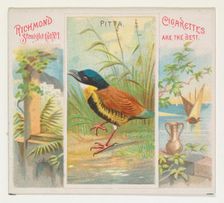 Pitta, from Birds of the Tropics series (N38) for Allen & Ginter Cigarettes, 1889. Creator: Allen & Ginter