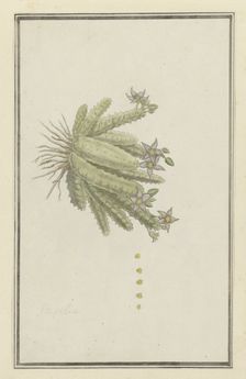 Piaranthus geminatus (Masson) N.E. Br.(Milkweed), 1777-1786. Creator: Robert Jacob Gordon