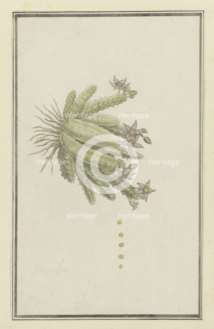 Piaranthus geminatus (Masson) N.E. Br.(Milkweed), 1777-1786. Creator: Robert Jacob Gordon.