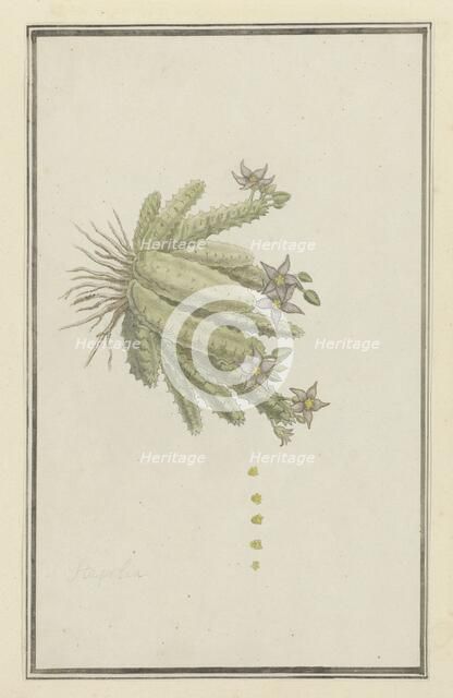 Piaranthus geminatus (Masson) N.E. Br.(Milkweed), 1777-1786. Creator: Robert Jacob Gordon.