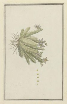 Piaranthus geminatus (Masson) N.E. Br.(Milkweed), 1777-1786. Creator: Robert Jacob Gordon