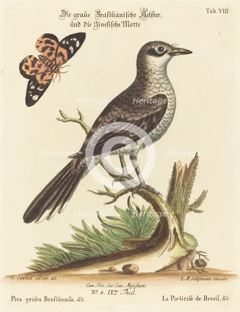 Pica grisea Brasiliensis. Creator: Johann Michael Seligmann.