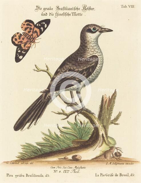 Pica grisea Brasiliensis. Creator: Johann Michael Seligmann.