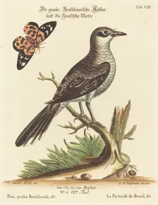 Pica grisea Brasiliensis. Creator: Johann Michael Seligmann