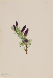 Picea engelmanni, 1913. Creator: Mary Vaux Walcott