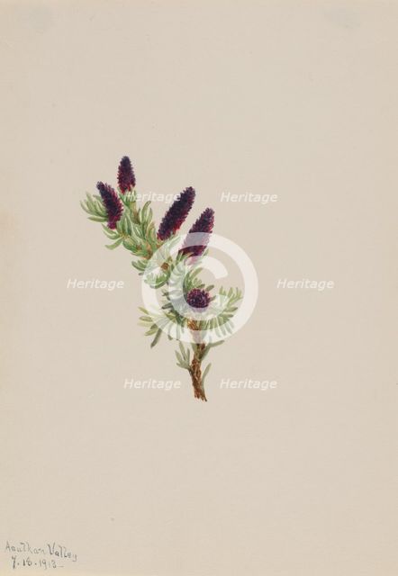 Picea engelmanni, 1913. Creator: Mary Vaux Walcott.