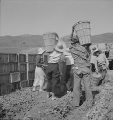 Picker carrying peas to the weighmaster, near Santa Clara, California, 1937. Creator: Dorothea Lange