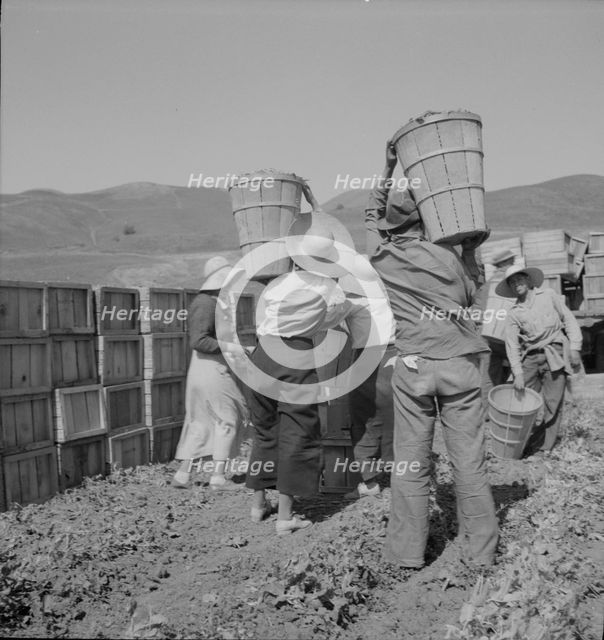 Picker carrying peas to the weighmaster, near Santa Clara, California, 1937. Creator: Dorothea Lange.