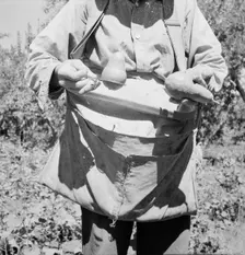 Picker demonstrates how pears are ringed, Yakima Valley, Washington, 1939. Creator: Dorothea Lange