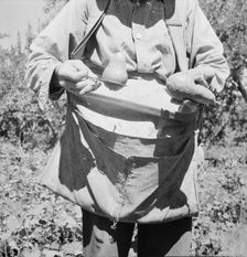 Picker demonstrates how pears are ringed, Yakima Valley, Washington, 1939. Creator: Dorothea Lange