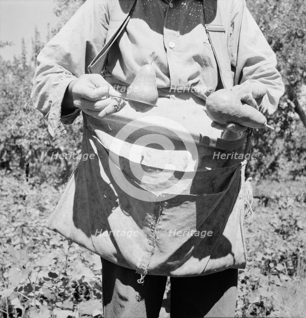 Picker demonstrates how pears are ringed, Yakima Valley, Washington, 1939. Creator: Dorothea Lange.