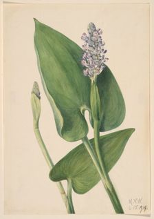 Pickerelweed (Pontederia cordata), 1919. Creator: Mary Vaux Walcott