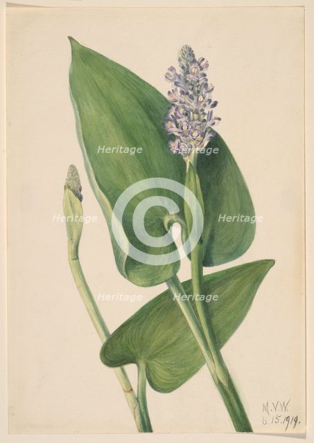 Pickerelweed (Pontederia cordata), 1919. Creator: Mary Vaux Walcott.