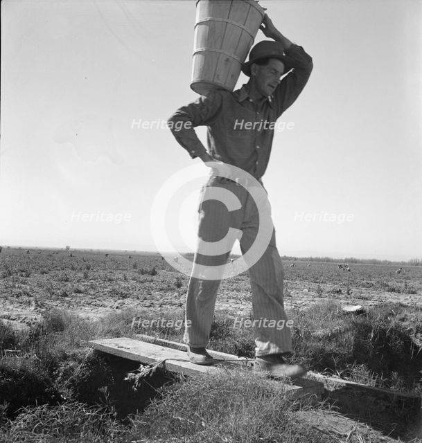 Pickers coming into the weigh master, pea field near Calipatria, California, 1939. Creator: Dorothea Lange.
