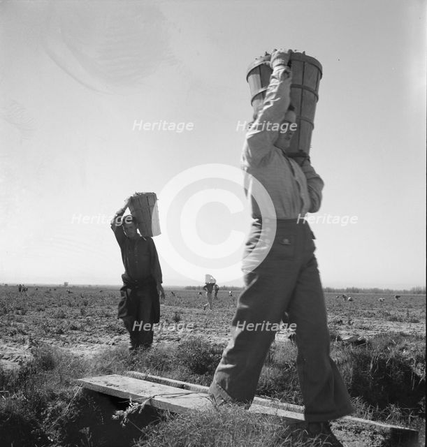 Pickers coming into the weigh master, pea field near Calipatria, California, 1939. Creator: Dorothea Lange.