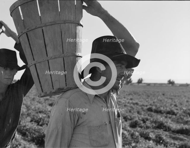 Pickers coming into the weigh master, pea field near Calipatria, California, 1939. Creator: Dorothea Lange.