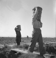 Pickers coming into the weigh master, pea field near Calipatria, California, 1939. Creator: Dorothea Lange
