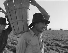 Pickers coming into the weigh master, pea field near Calipatria, California, 1939. Creator: Dorothea Lange