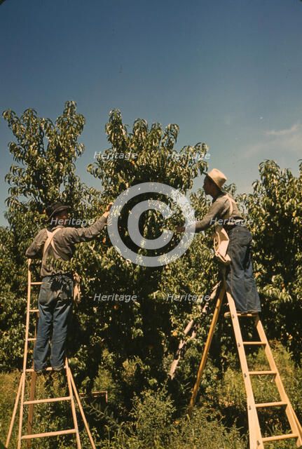 Pickers in a peach orchard, Delta County, Colo., 1940. Creator: Russell Lee.
