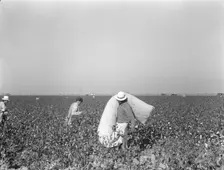 Pickers in cotton field, Southern San Joaquin Valley, California, 1936. Creator: Dorothea Lange
