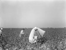 Pickers in cotton field, Southern San Joaquin Valley, California, 1936. Creator: Dorothea Lange