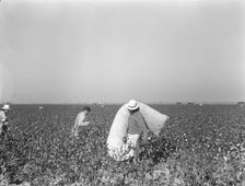 Pickers in cotton field, Southern San Joaquin Valley, California, 1936. Creator: Dorothea Lange