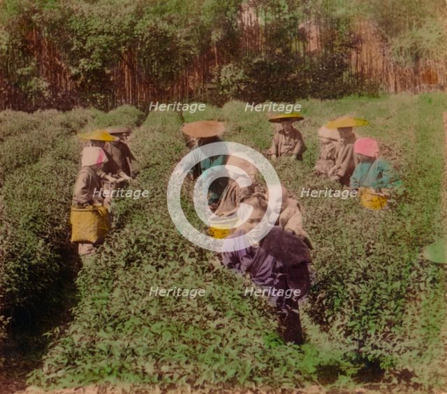 'Picking the famous Uji Tea near Tokyo, Japan', 1896. Artist: Unknown.
