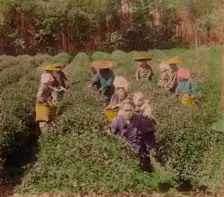 Picking the famous Uji Tea near Tokyo, Japan 1896