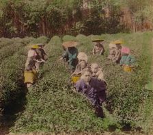 Picking the famous Uji Tea near Tokyo, Japan 1896
