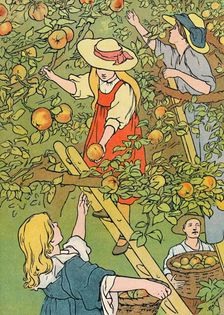Picking the Fruit 1912. Artist: Charles Robinson